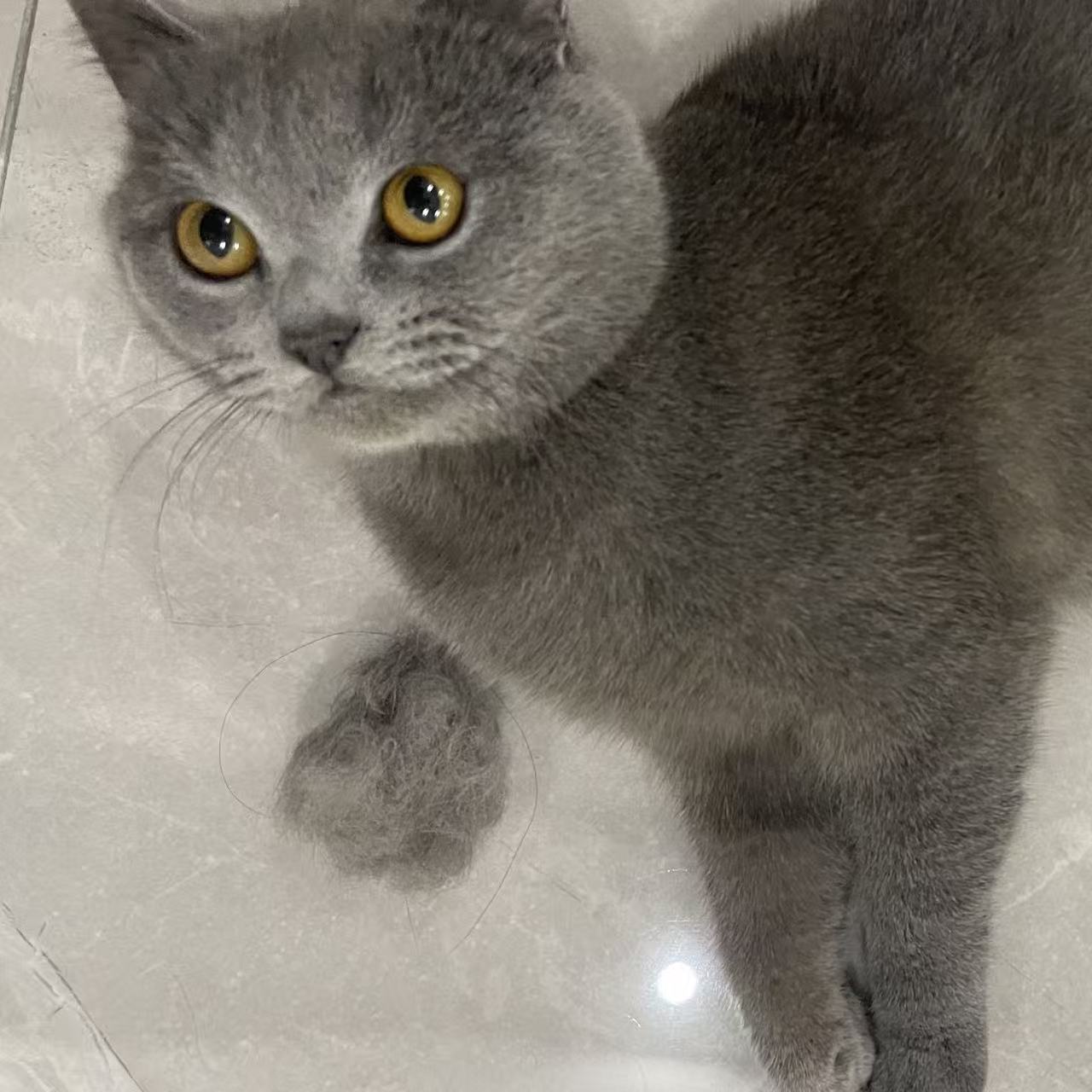 furry 2