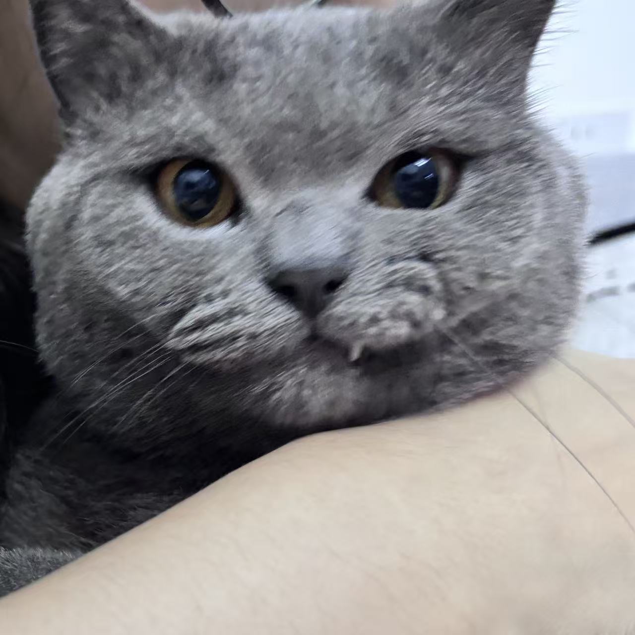 furry 7